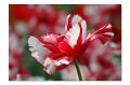 Tulpen A 03
